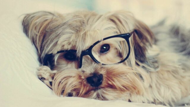 Cute Yorkshire Terrier Wearing Glasses Relaxing on Soft White Background Wallpaper