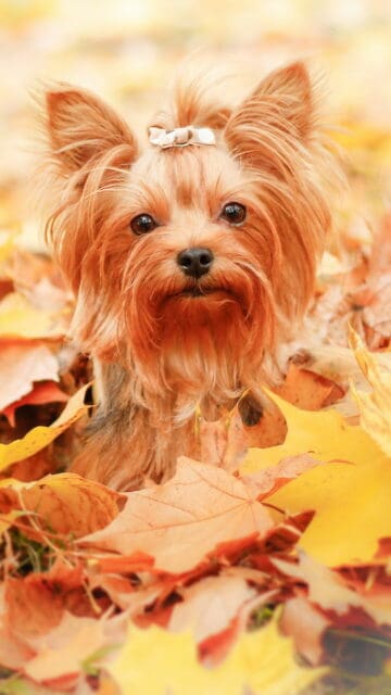 Cute Yorkshire Terrier in Autumn Leaves Yorkshire Terrier Wallpapers Background