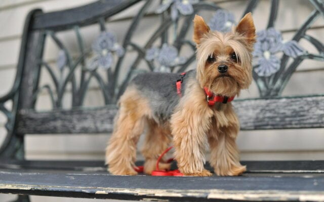Cute Yorkshire Terrier standing on a decorative metal bench in outdoor setting wallpaper