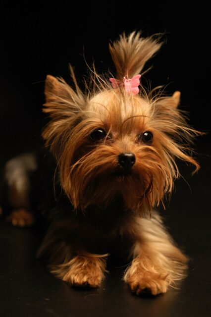 Cute Yorkshire Terrier with Pink Bow on Black Background Wallpaper