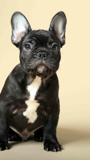 A black bulldog with white chest markings is sitting and looking attentively, 4K Phone Wallpaper