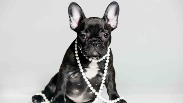 A black bulldog sits wearing a pearl necklace against a plain background, 4K Desktop Wallpaper