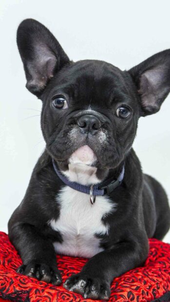A black bulldog with a white chest lies on a red cushion looking directly at the camera, HD Phone Wallpaper