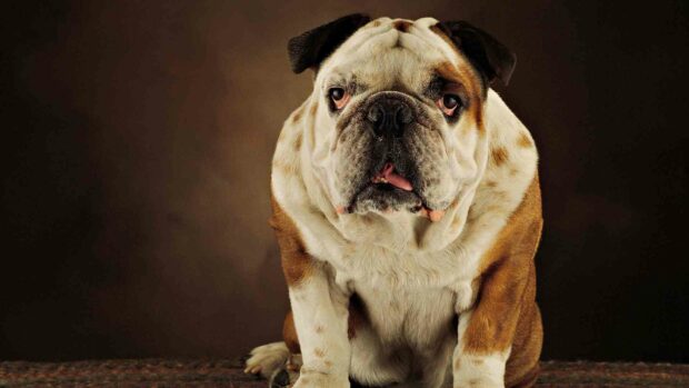 A close up of a brown and white bulldog sitting on a textured surface with a dark background, HD Desktop Wallpaper