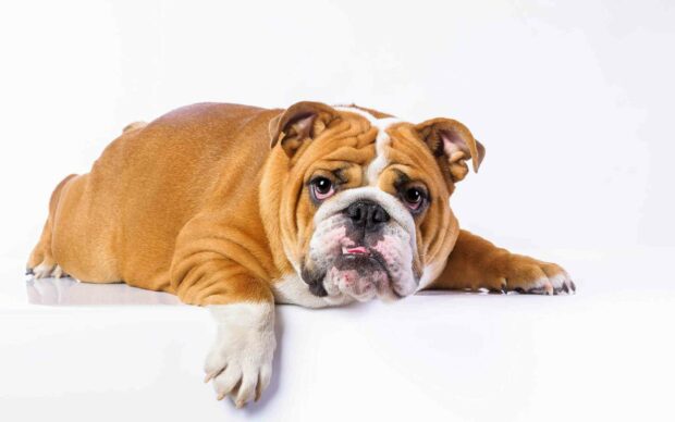 A brown bulldog is lying down looking ahead with a calm expression in the image, 2K Desktop Wallpaper