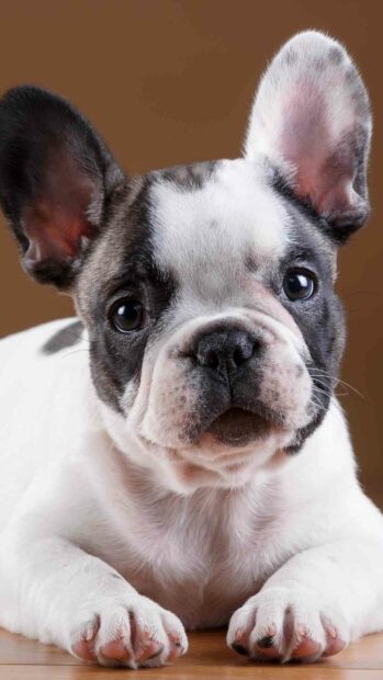 A close up of a cute bulldog puppy lying down with a brown background, HD Phone Wallpaper