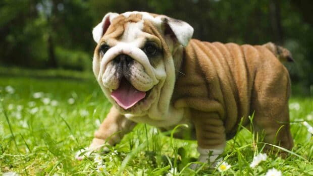 A happy bulldog puppy is playing on the green grass with daisies around, HD Desktop Wallpaper