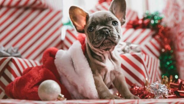 A cute bulldog puppy wrapped in a Santa hat sitting among red and white striped Christmas presents, 4K Desktop Wallpaper