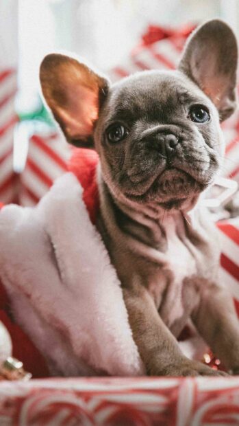 A cute bulldog puppy sits among red and white festive decorations with a soft blanket, 2K Mobile Wallpaper
