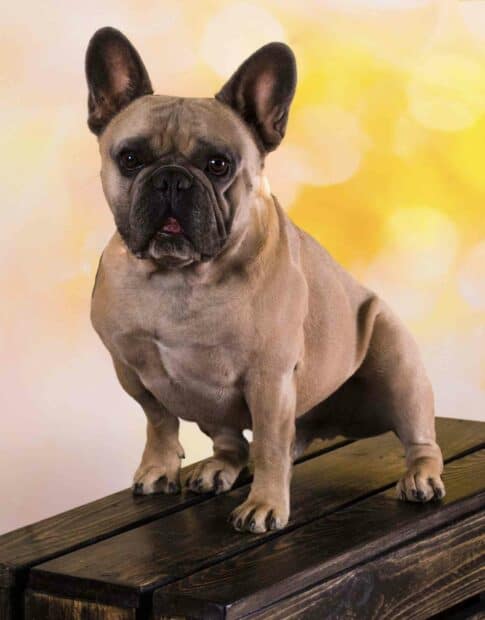 A light brown bulldog is sitting on a wooden bench with a yellow blurred background, HD Mobile Wallpaper