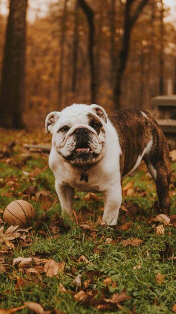 A bulldog is standing on grass covered with autumn leaves near a basketball, HD Mobile Wallpaper