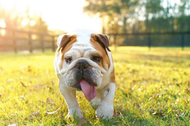 A cheerful bulldog is walking on the grass with its tongue out in a sunny outdoor setting, 2K Desktop Wallpaper