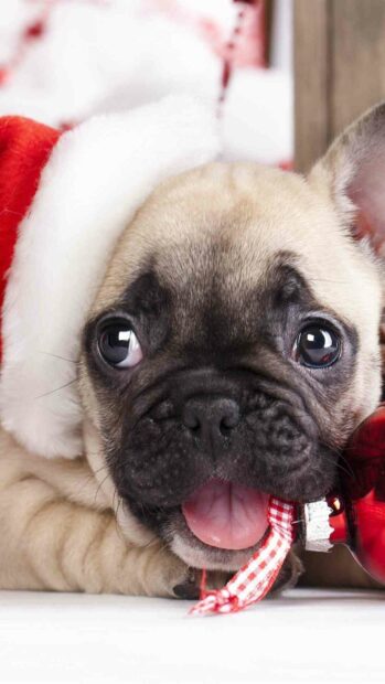 A happy bulldog wearing a Santa hat is playing with a red bell ribbon, HD Phone Wallpaper