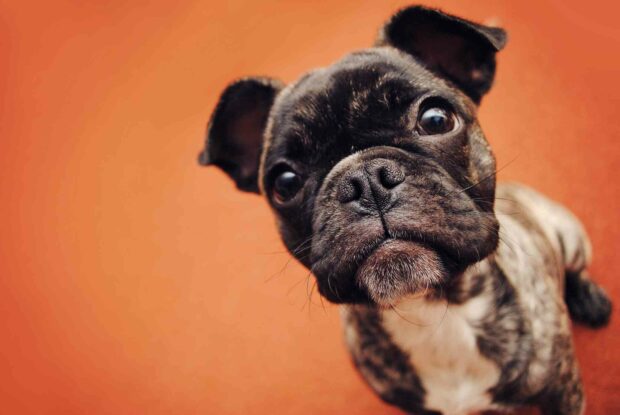 A close up of a bulldog puppy looking curious against an orange background, HD Desktop Wallpaper