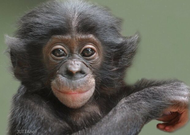A close up portrait of a cute young bonobo looking at the camera with a soft green background, HD Desktop Wallpaper