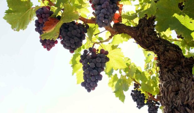 A close up of dark purple grape clusters hanging from a grapevine with green leaves under natural light, HD Desktop Wallpaper