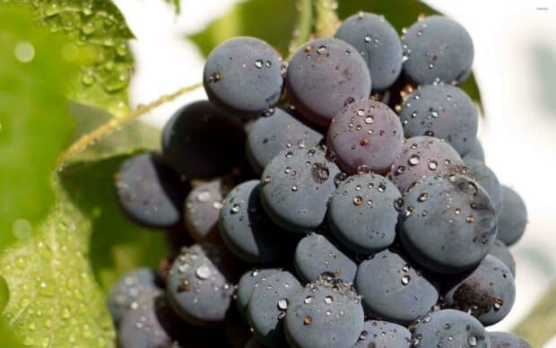 A close up of dark purple grapes covered in water droplets on a green vine, 2K Desktop Wallpaper