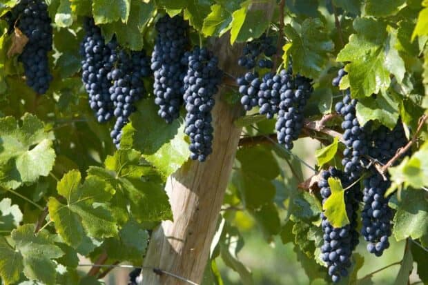 Dark ripe grapes hanging on the vine surrounded by leaves in a vineyard, HD Desktop Wallpaper