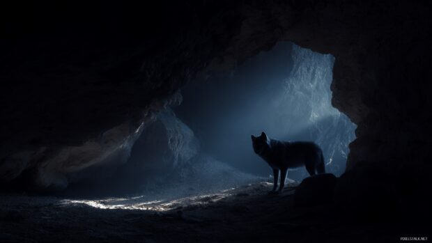 Dark wolf backgrounds, a shadowy wolf lurking in the shadows of a dark cave illuminated by moonlight.