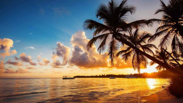 A beautiful tropical sunset with palm trees over calm ocean waters in Dominica, HD Desktop Wallpaper