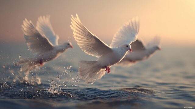 Dove Background High Resolution, A Beautiful Capture Of Doves Gliding Over A Crystal Clear Ocean At Dawn