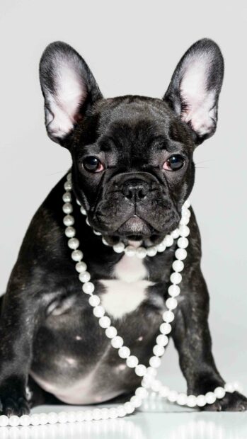 An elegant bulldog is sitting with a pearl necklace draped around its neck, 4K Mobile Wallpaper