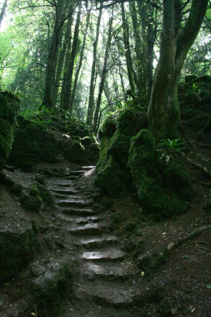 Enchanted Fangorn Forest Pathway Wallpaper Woods