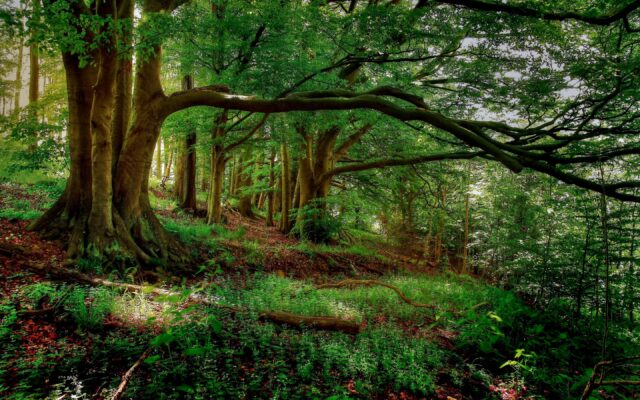 Enchanted Fangorn Forest Wallpaper Lush Greenery Scene