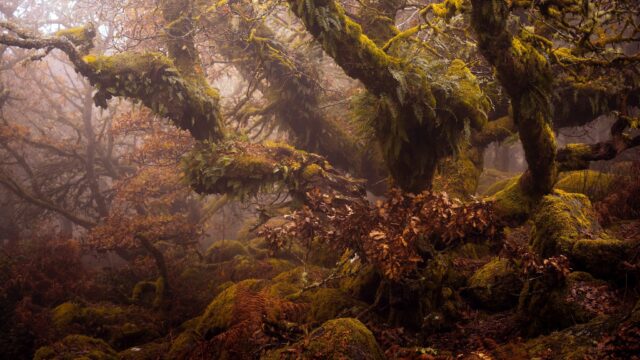 Enchanted Fangorn Forest Wallpaper For Desktop Backgrounds