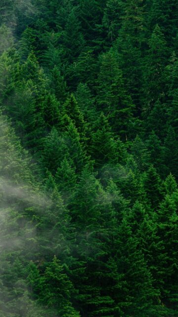 Enchanting Fangorn Forest Wallpaper For Nature Lovers