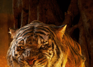 Fierce Tiger from The Jungle Book Movie Wallpapers in Dark Fiery Forest Setting