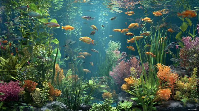 Fish Tank HD Background Free Download, Fascinating Underwater Ecosystem Featuring Unique Fish And Plants