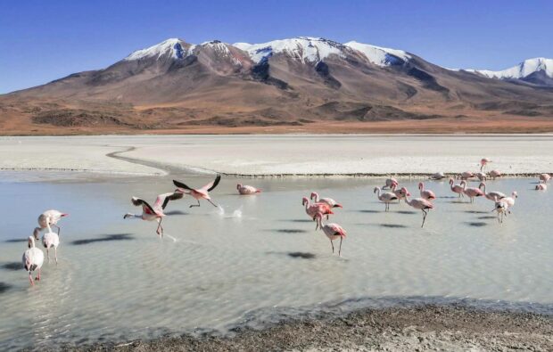 A group of flamingos standing and flying near a shallow lake with snowy mountains in the background in Bolivia, HD Desktop Wallpaper