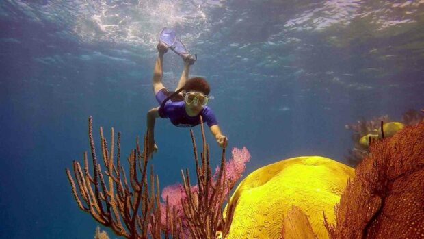 A freediver explores colorful coral reef underwater, HD Desktop Wallpaper