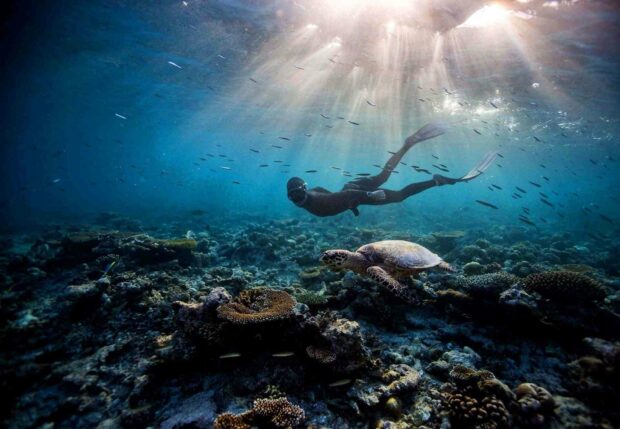 A freediver swims near a sea turtle over coral reefs underwater, HD Desktop Wallpaper