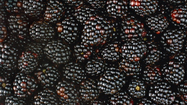 Fresh Blackberries Close Up For Stunning Blackberry Wallpapers Backgrounds