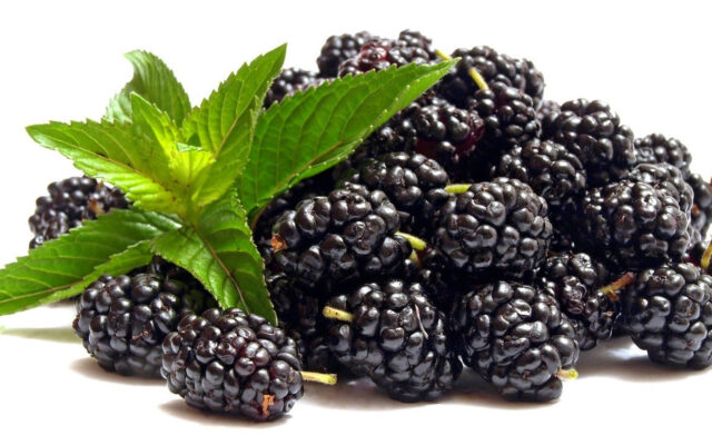 Fresh Blackberries With Green Leaves On White Background Blackberry Wallpapers
