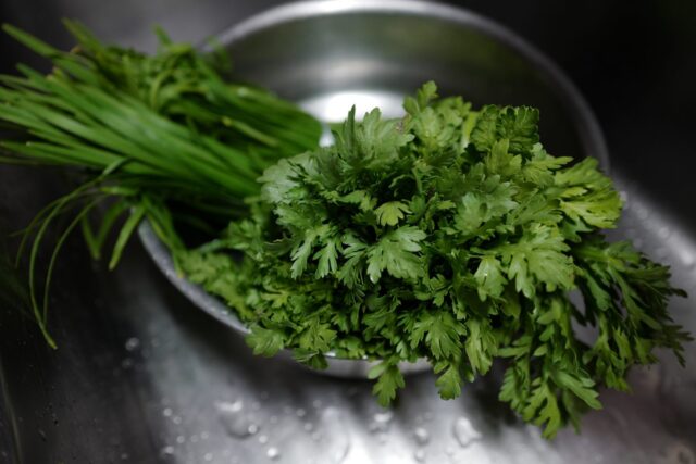 Fresh Cilantro Bunch in Metal Bowl Close Up for Cilantro Wallpapers