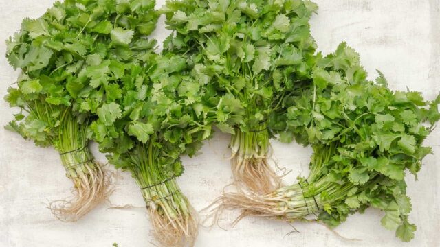 Fresh Cilantro Bunches with Roots on Light Background for Cilantro Wallpapers