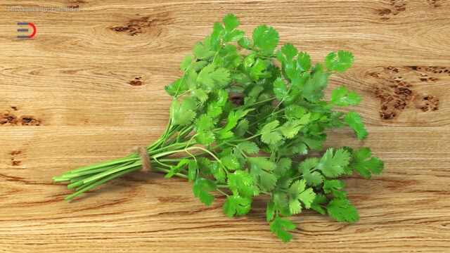Fresh Cilantro Leaves Bunch on Wooden Table Perfect for Cilantro Wallpapers