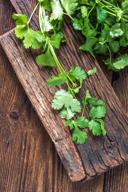 Fresh Cilantro Leaves on Rustic Wooden Cutting Board Cilantro Wallpapers Background