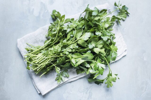 Fresh Cilantro on Cloth Background High Resolution Cilantro Wallpapers