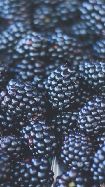 Fresh Close Up Of Blackberries For Stunning Blackberry Wallpapers Background
