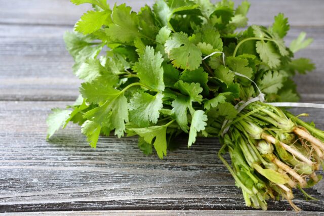Fresh Green Cilantro Bunch on Rustic Wooden Surface for Cilantro Wallpapers