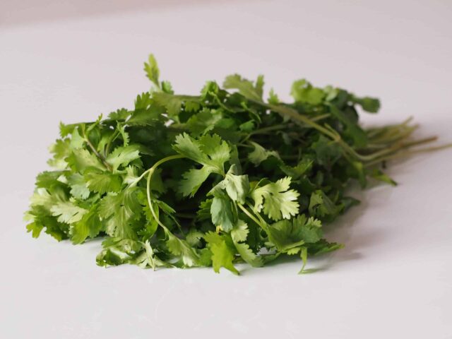 Fresh Green Cilantro Bunch on White Background for Cilantro Wallpapers (1)
