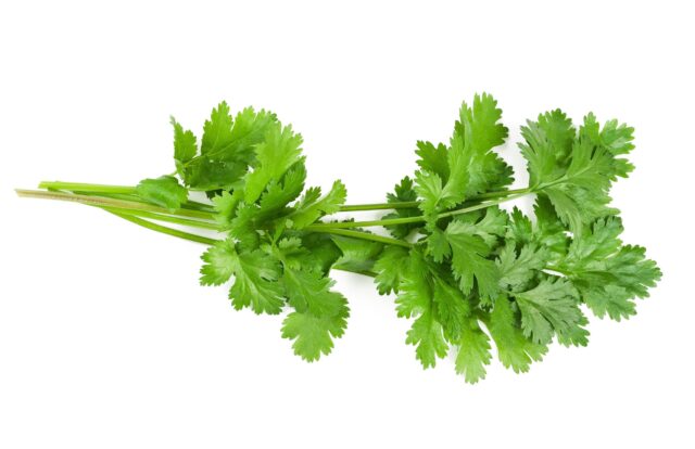 Fresh Green Cilantro Bunch on White Background for Cilantro Wallpapers