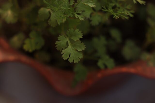 Fresh Green Cilantro Close Up for Natural Herb Wallpapers