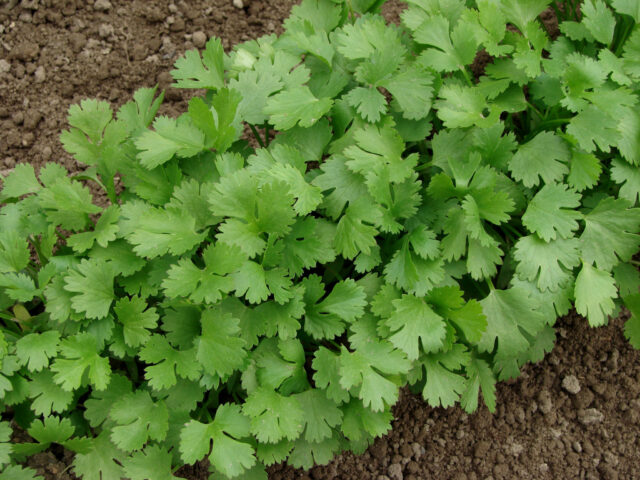 Fresh Green Cilantro Growing in Soil Natural Herb Cilantro Wallpapers