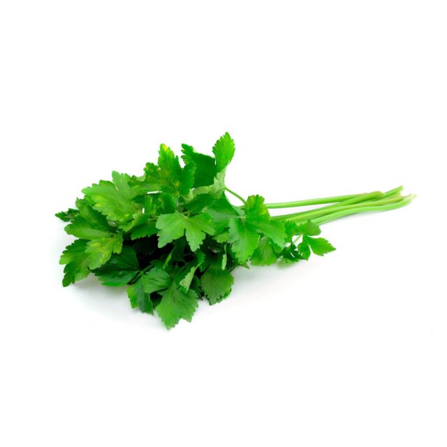 Fresh Green Cilantro Herb on White Background for Cilantro Wallpapers