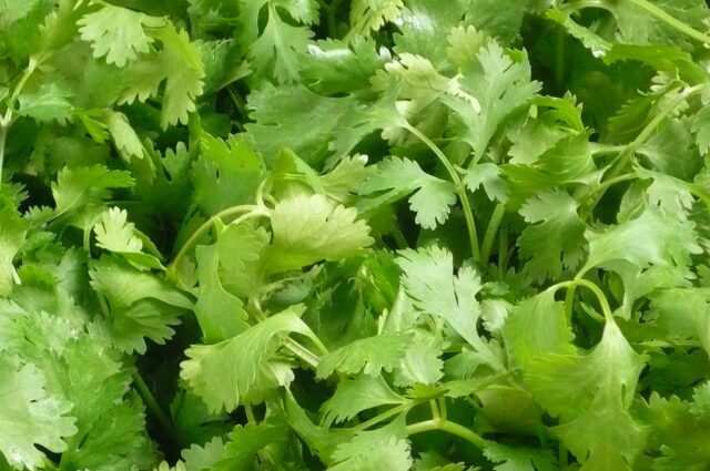 Fresh Green Cilantro Leaves Close Up Wallpaper for Natural Herb Background